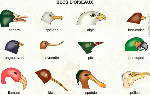 Becs d'oiseaux (Dictionnaire Visuel)